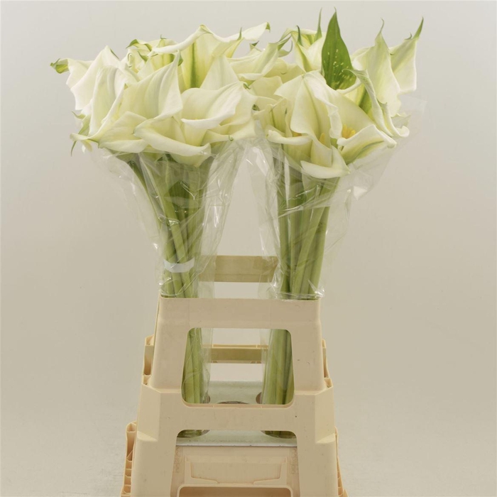 Calla White Art | Dubbelbloemig