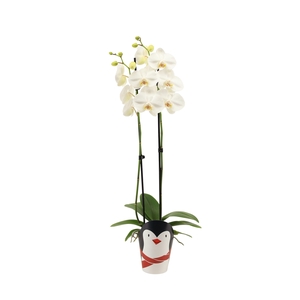 Potcover Pinguin Phal Wit 2T14+