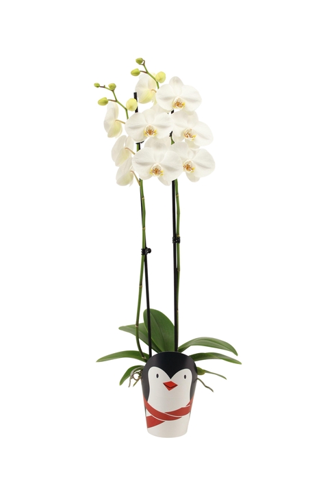 <h4>Potcover Pinguin Phal Wit 2T14+</h4>