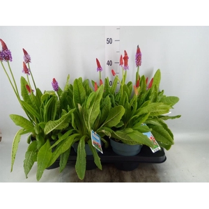 Primula vialii