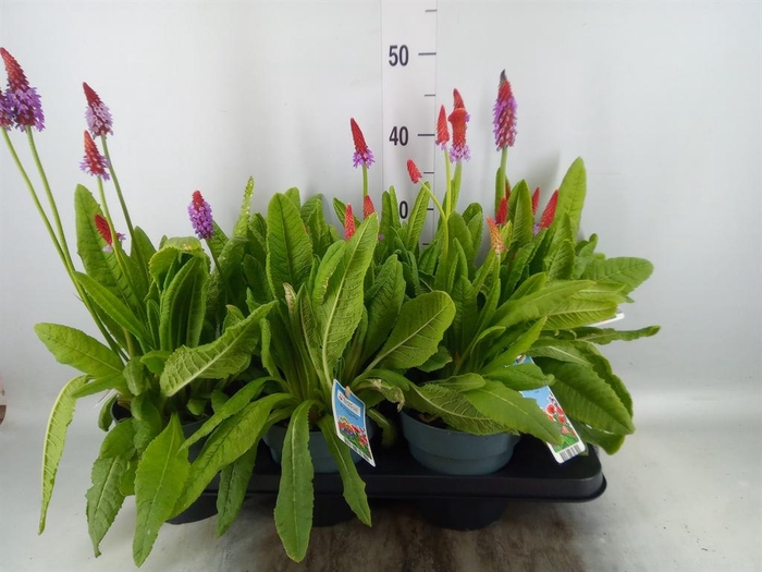 <h4>Primula vialii</h4>