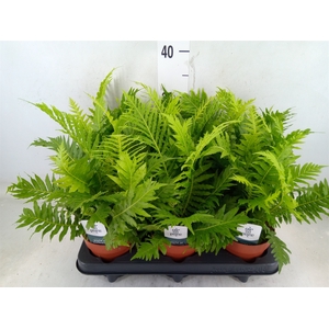Blechnum gibbum 'Silver Lady'