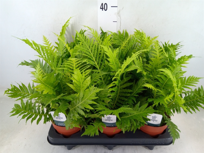 <h4>Blechnum gibbum 'Silver Lady'</h4>