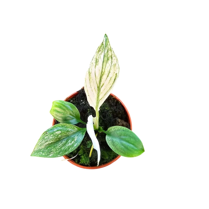 <h4>Spathiphyllum sensation variegata mini</h4>