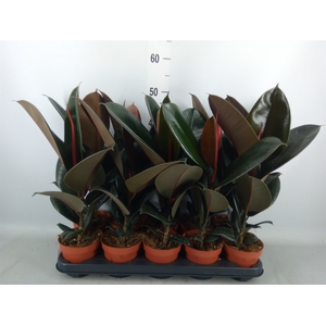 Ficus elastica 'Abidjan'