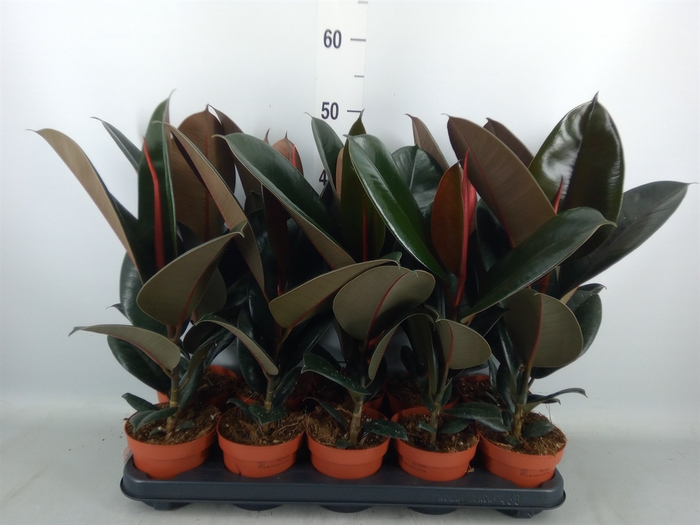 <h4>Ficus elastica 'Abidjan'</h4>