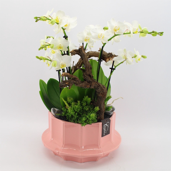 <h4>Arr.  Phalaenopsis H%</h4>