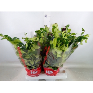 Aeschynanthus  'Mona Lisa'