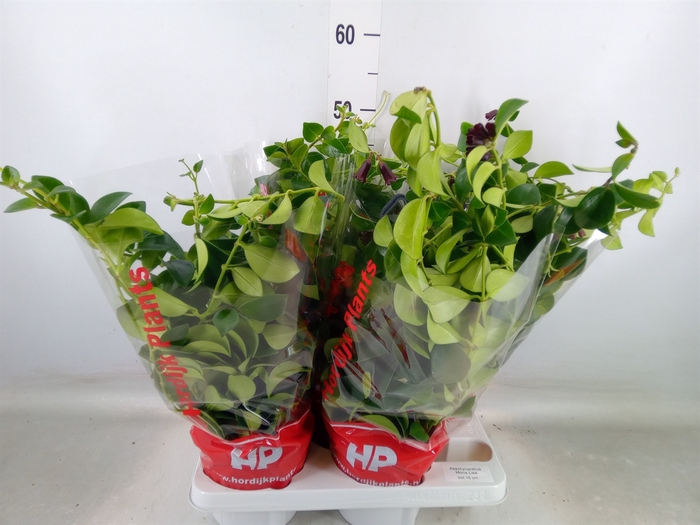 <h4>Aeschynanthus  'Mona Lisa'</h4>