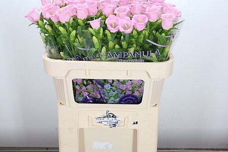 <h4>Camp M Pearl Pink</h4>