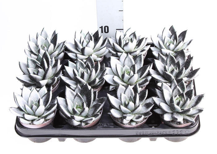 <h4>Echeveria  'Miranda'</h4>