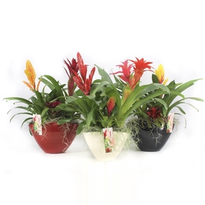 Bromelia Mix in schaal