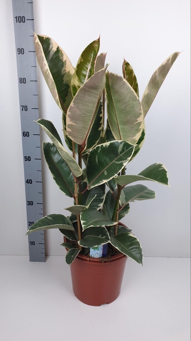 <h4>FIC EL TINEKE</h4>