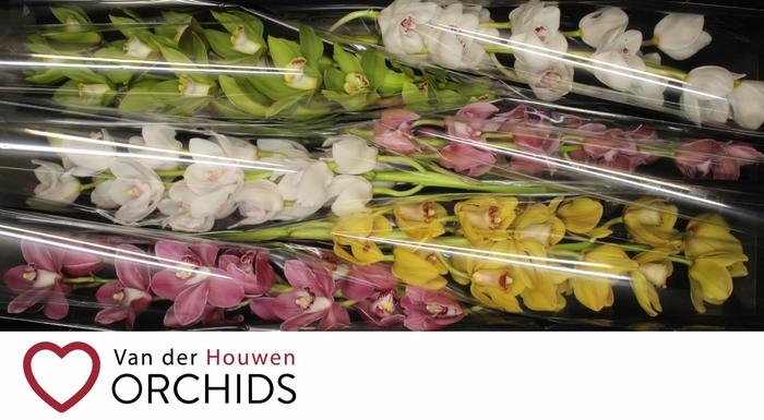 <h4>80 cm gemengd</h4>