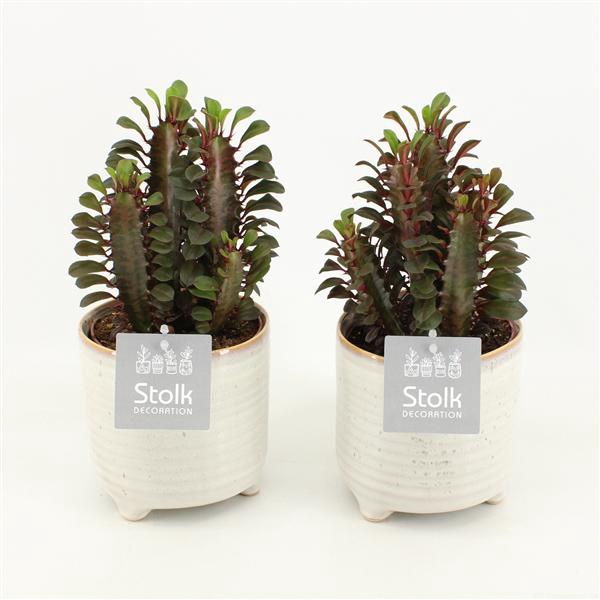 <h4>Euphorbia Trigona Rubra in Maren keramiek pot</h4>