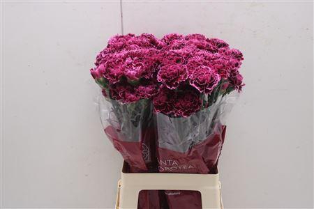 <h4>Di St Nob Burgundy</h4>