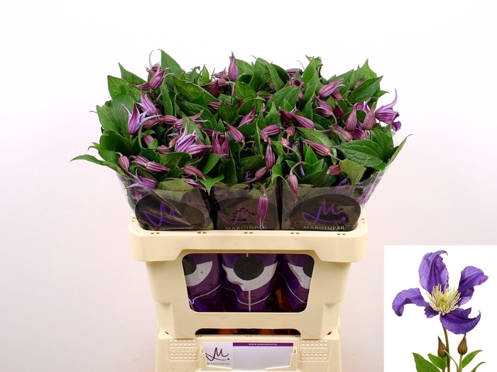 <h4>Clematis Blue Pirouette</h4>