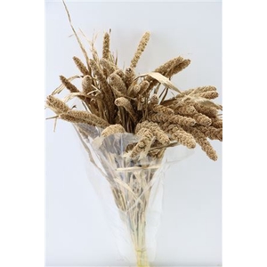 Dried Sorghum Ant. Gold(35st) Bunch Slv