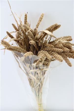 Dried Sorghum Ant. Gold(35st) Bunch Slv