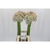 Allium Nigrum