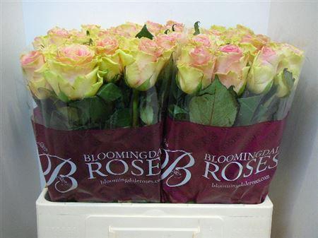 <h4>R Gr Top Gear!</h4>