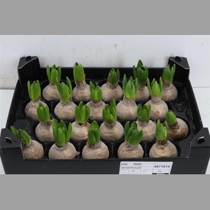 Wax Hyacinth Gl Goud