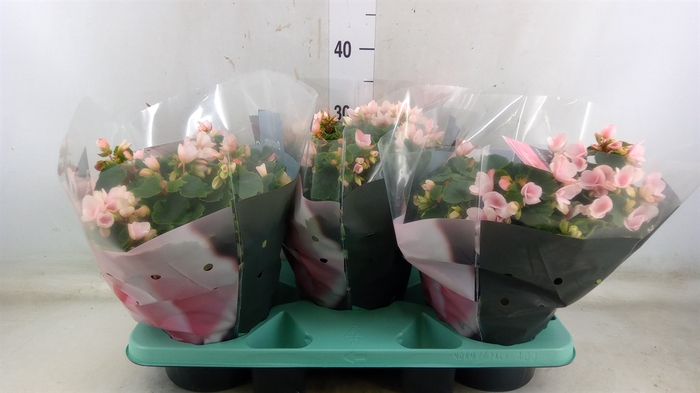 <h4>Begonia elat. EN 'Betulia Light'</h4>