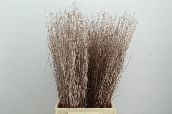 <h4>Berk Kort Champange Zondr Glit</h4>