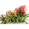 Bromelia Gemengd