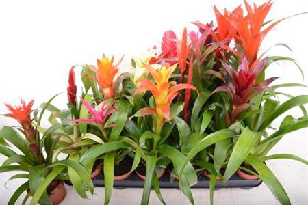 Bromelia Gemengd