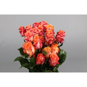 Rosa ec twilight