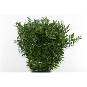 Ruscus Middel 200gr 10 Tak P Bunch