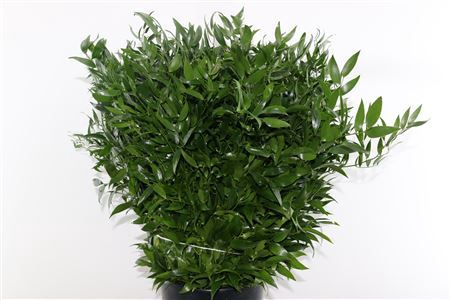 Ruscus Middel 200gr 10 Tak P Bunch