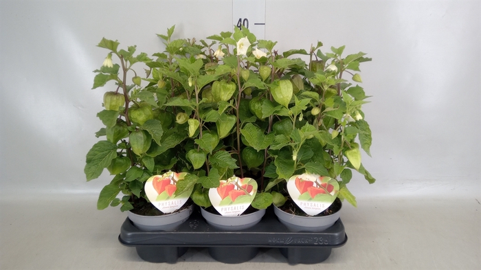 <h4>Physalis alkekengi</h4>