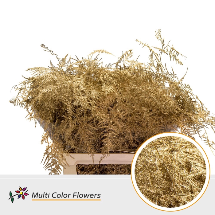 <h4>Asparagus Lang Antique(import)</h4>