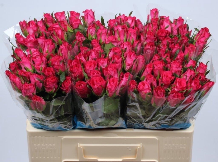 <h4>R GR ORCHESTRA</h4>