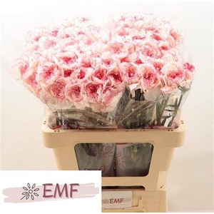 Di St Pastel Damascu