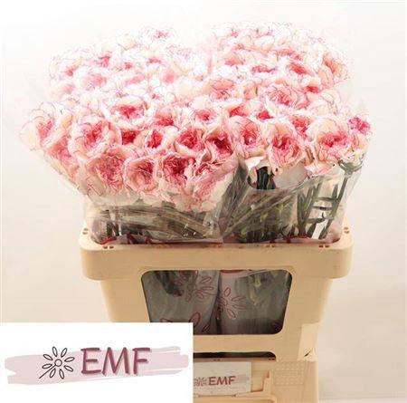 <h4>Di St Pastel Damascu</h4>