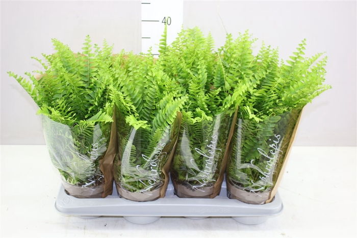 <h4>Nephrolepis Ex Green Lady</h4>