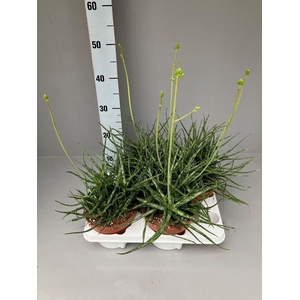 Aloe overig