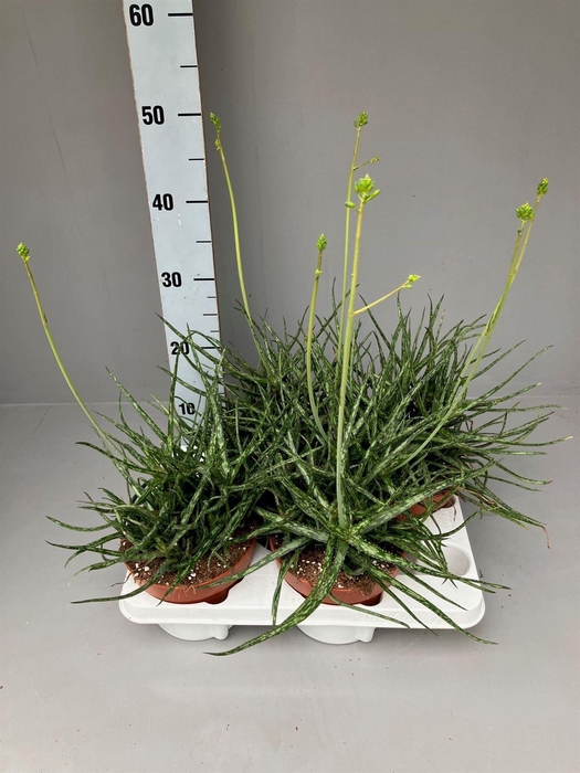 <h4>Aloe ...</h4>
