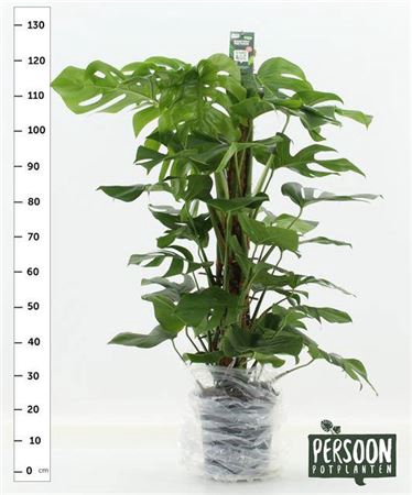 <h4>Monstera Pertusum 120 Mos</h4>