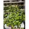 Muehlenbeckia Complexa Maori