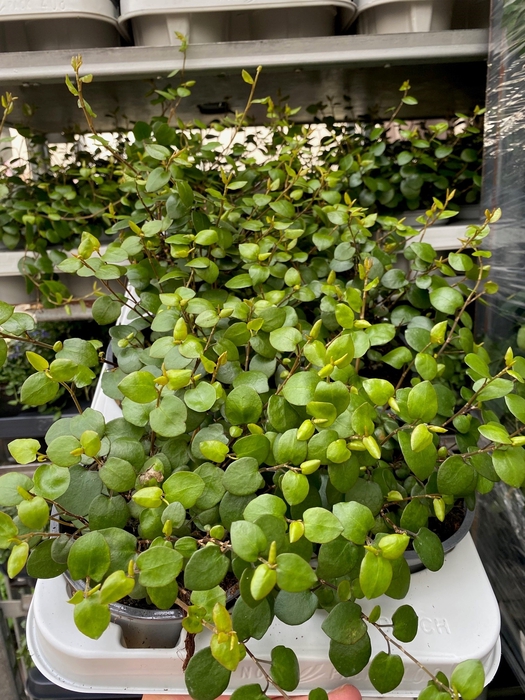 Muehlenbeckia Complexa Maori