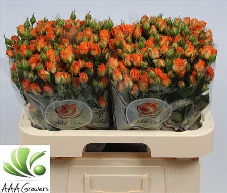 <h4>R Tr Picanto</h4>