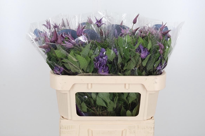 <h4>Clem Amazing Rome</h4>