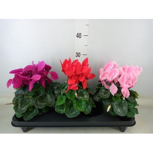 Cyclamen GR 'Vintro'