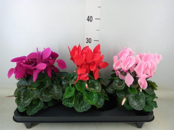 <h4>Cyclamen GR 'Vintro'</h4>