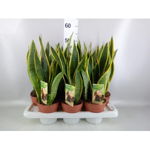 Sansevieria trifa. 'Laurentii'