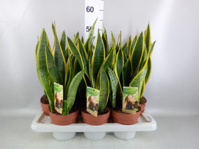 <h4>Sansevieria trifa. 'Laurentii'</h4>